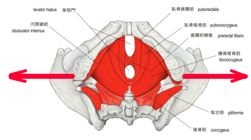 骨盤底筋
