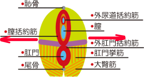 骨盤底筋イラスト