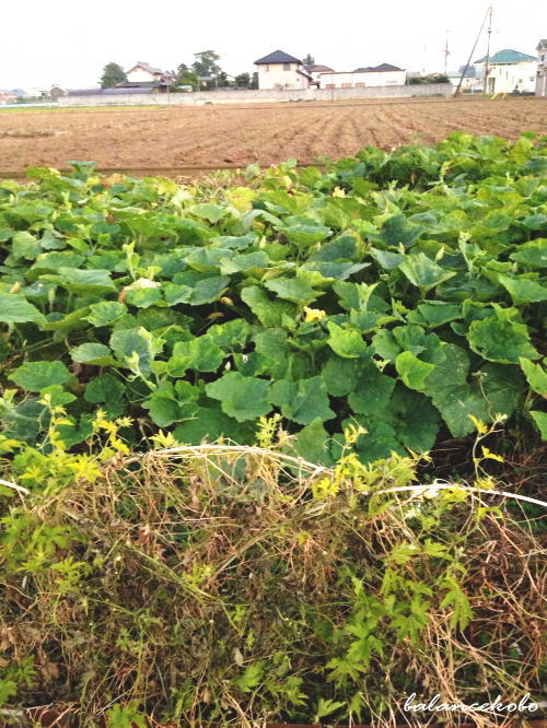 ��ʌ� ���{�s ���ցy�Ŋ��w�F�ԍ�w�z